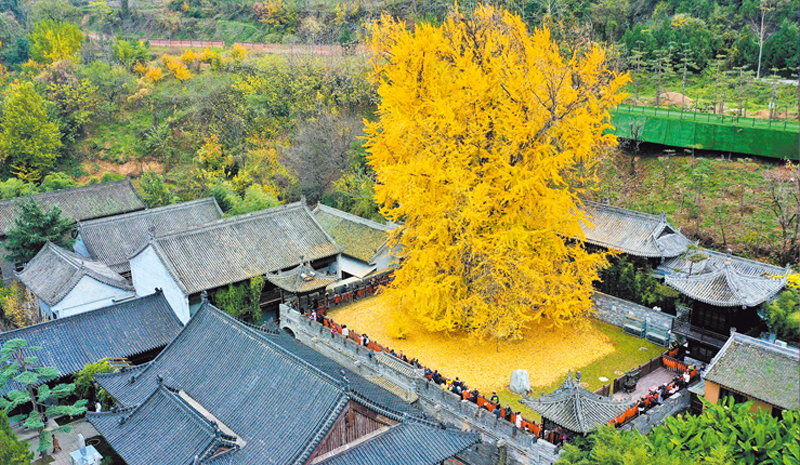 11月11日,无人机拍摄的西安古观音禅寺内的千年银杏树. (新华社)