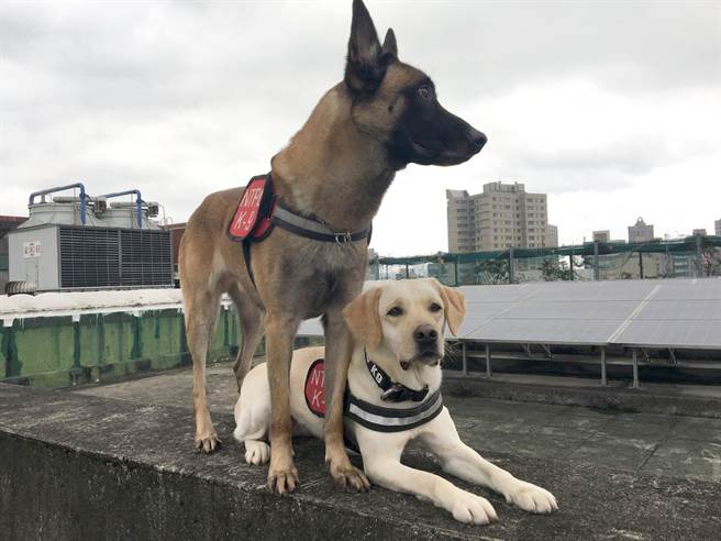新北市警局在2015年成立警犬隊,之後陸續有德國狼犬、拉不拉多等犬種加入服務,成為維護治安的好幫手。(翻攝新北市警犬隊臉書)