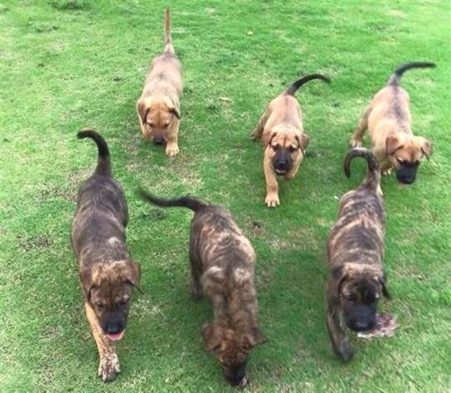 胡嘉宸飼養的高山犬,繁殖出的下一代,10幾年來,已和60幾位有善狗緣的愛狗人士結狗親家。(楊樹煌攝)