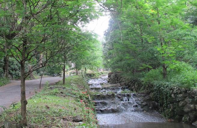 泰雅渡假村內的野溪生態步道,有多樣青翠植物及蟲鳴鳥叫,並可欣賞櫻花、梅花、水杉及上千種原生植物。(楊樹煌攝)