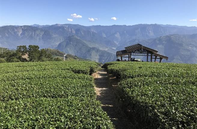 雲林縣古坑鄉永光、桂林古道,可飽覽茶園及山景。(許素惠攝)