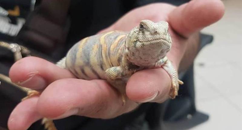 華麗王者沒有一般蜥蜴面目的猙獰感,反而多了份溫馴憨厚,相當適合當作寵物蜥蜴。(劉宥廷攝)