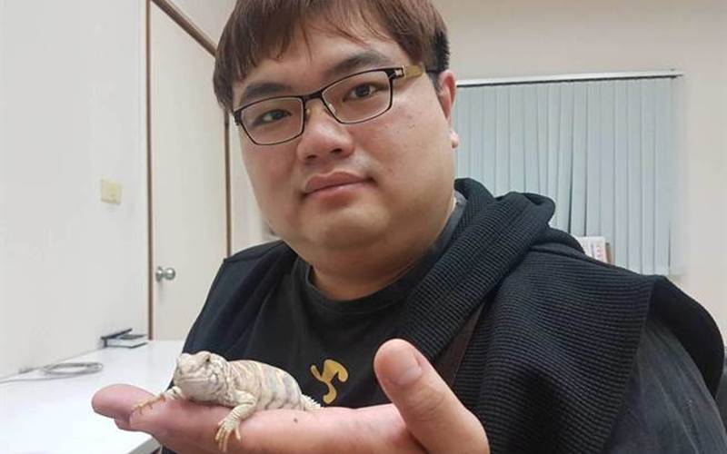 不少人抱著想養獨特寵物的心態,撇除貓、狗這些無趣選項,投入飼養爬蟲類,而蜥蜴是較熱門的,其中王者蜥沉寂台灣多年,直到近來才又受到矚目;爬蟲玩家羅崇軒說,早期進口普遍顏色黯淡、價位偏高,但現今國內外繁殖技術進步,發現色澤原來是鮮豔華麗。(劉宥廷攝)