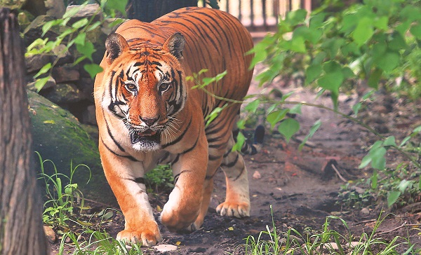 東北虎毛色黃，比孟加拉虎大，圖為尼泊爾動物園裡的一隻孟加拉虎。（新華社資料照片）　