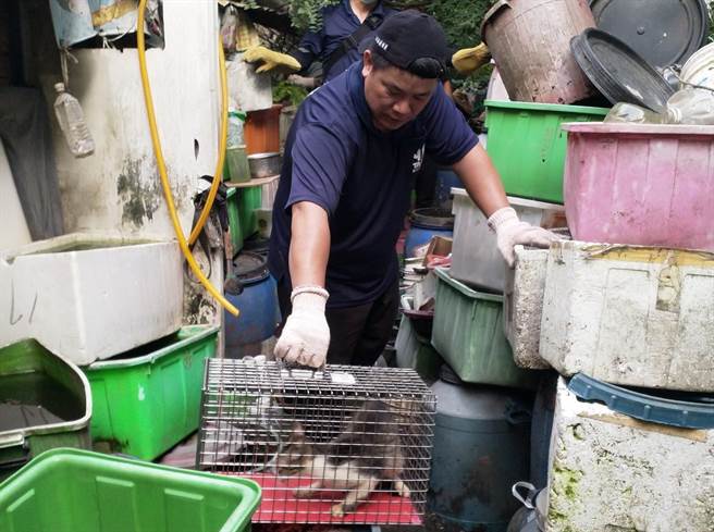 台北發現民眾私自圍地,以鍊繩和關籠方式圈養犬隻,現場環境宛如大型垃圾場,到處堆積雜物散發惡臭,犬隻飼養條件惡劣。(北市動保處提供)