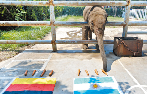 2014年巴西世界盃,濟南動物園大象「亞魯」,預測阿根廷擊敗德國奪冠。(中新社)