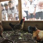 惠來國小的校園有雞舍，是火紅的校園寵物。（陳淑芬攝）