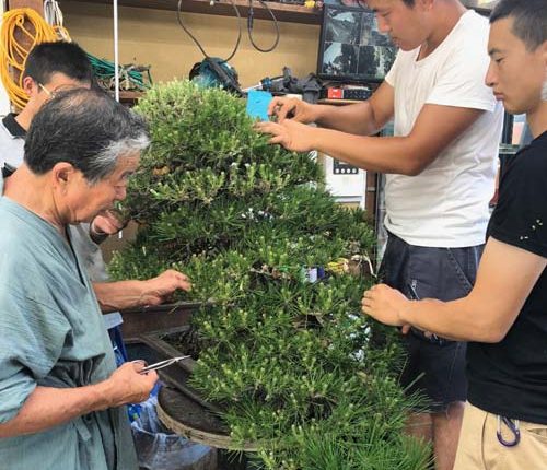日本盆栽大師小林國雄指導海外來的學徒盆栽的剪定技術。（黃菁菁攝）