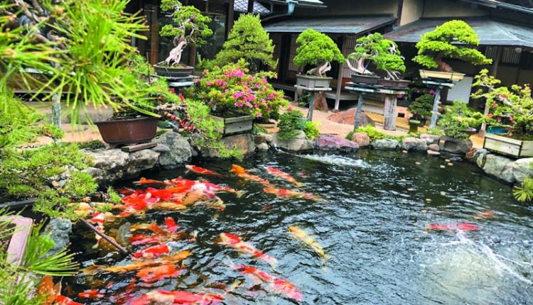 小林國雄貸款10億日圓將位於東京江戶川區的自宅打造成「春花園BONSAI美術館」。（黃菁菁攝）