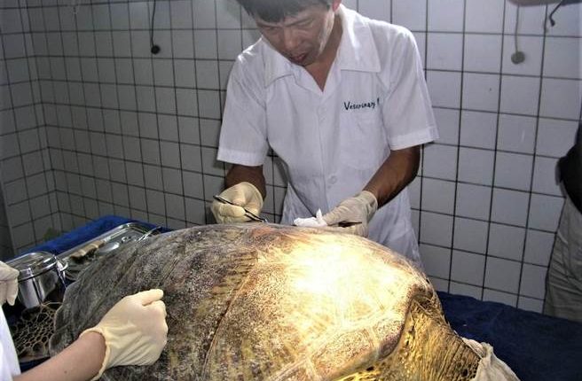 澎湖縣家畜疾病防治所所長郭仁政20年來救護了超過250隻受傷海龜，仁心仁術海龜醫生，當之無愧的「海龜守護神」。