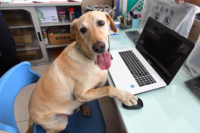 內政部消防署舉辦搜救犬網路票選,代表台東縣消防局參賽的11號選手「健康」按滑鼠、緊盯電腦賣萌,健康獲最佳英姿獎及最有活力獎第3名。(莊哲權攝)