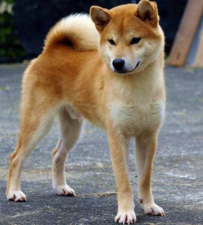 柴犬humble「憨寶」很有個性,特別愛乾淨,碰上雨天幾乎不出門。(林緗亭提供)