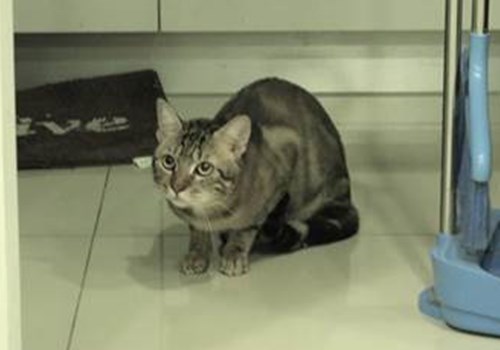大尾個性調皮,常躲在暗處偷看主人。(李怡萱攝)