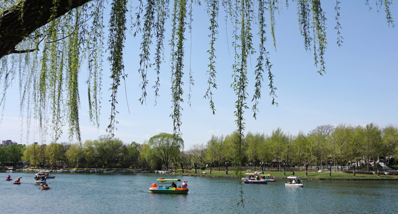 智者樂水。圖為4月7日,北京市民在陶然亭公園湖面划船。(新華社)