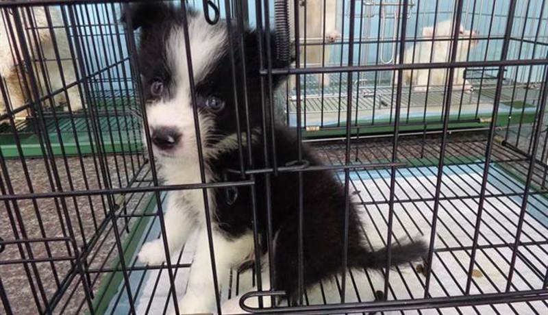 新北市動保處自2016年推出「飼養寵物認證卡」迄今逾2萬人取得,再推出線上生命教育雲端課程,只要到官網上課,取得時數後就可以獲得認證卡。(葉書宏翻攝)