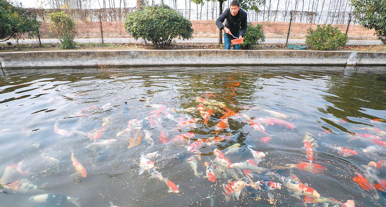 錦鯉多由紅、白、黑、黃顏色所組合構成不同的斑紋。圖為江蘇淮安市盱眙縣淮河鎮農民投餵養殖的錦鯉。(新華社資料照片)
