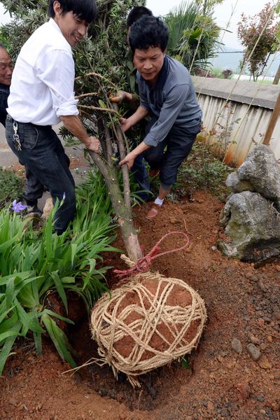 陸富豪愛買日古樹,尤青睞羅漢松。圖為江西村民正移栽羅漢松。(新華社資料照片)