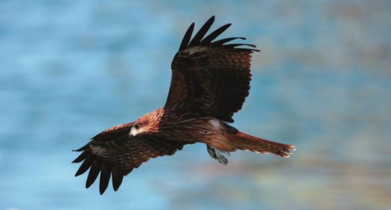 黑鳶。(陳王時提供)