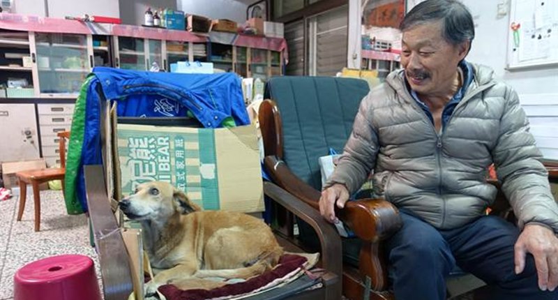 狗狗冬瓜每天晚上必陪主人李日良看政論節目,牠坐的是牠專屬位子。(周麗蘭攝)