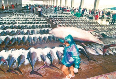 1980年代末至2000年代初是台灣鮪釣黃金時期，漁獲最多的東港鮪魚卸貨場面極為壯觀。（黃子明攝）