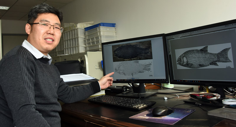 中國科學院研究員徐光輝日前介紹優美玉帶魚化石樣本、手繪素描及復原圖。(中新社)