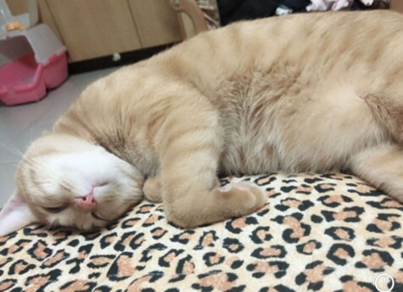 李姓女子飼養的貓咪「默默」十分好動,平常在家中都橫衝直撞,唯有在沙發上才會靜下來。(賴佑維翻攝)