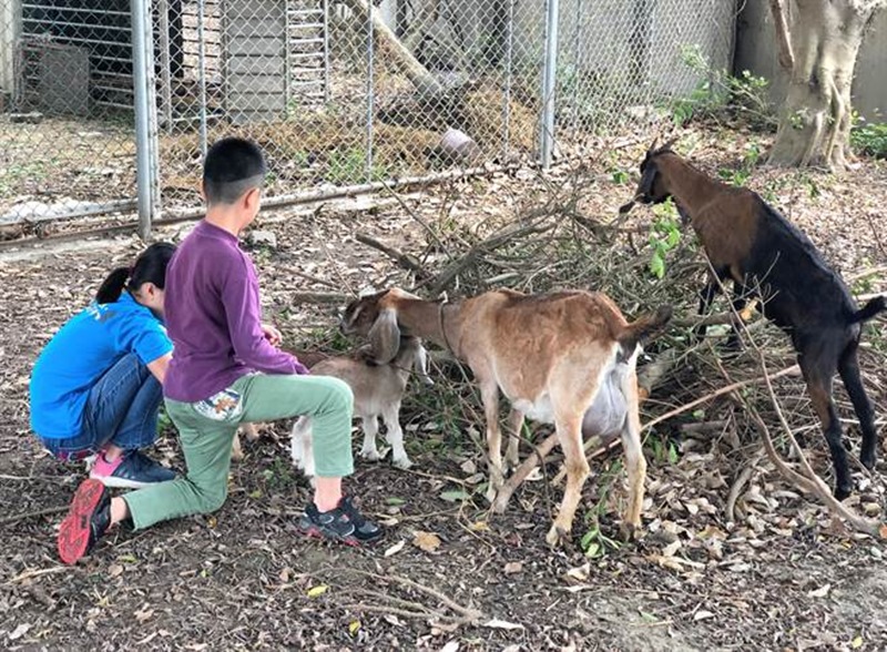 校園生命教育香田國小的小小羊兒報到 翻爆 翻報