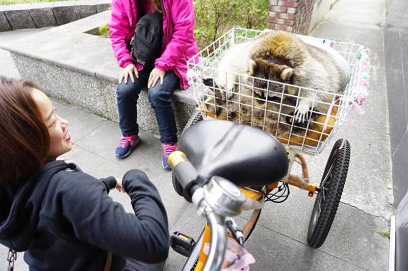 北美浣熊「饅頭」為夜行性動物,白天外出時,把頭埋在圓滾滾的身軀裡,令人莞爾。(王文吉攝)