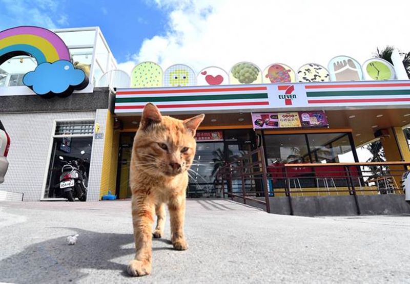 金崙小7的喵星人,常有客人分享食物,已成為鎮店之貓。(莊哲權攝)