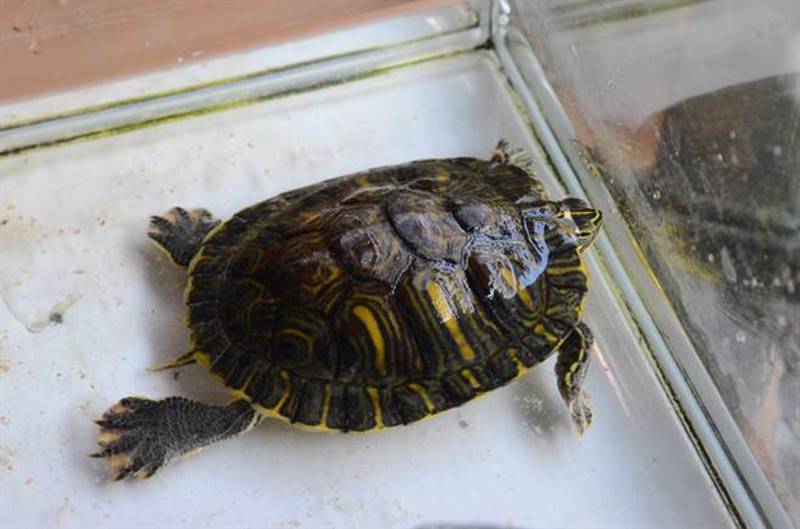 林耕新醫師飼養的巴西烏龜。(林瑞益攝)