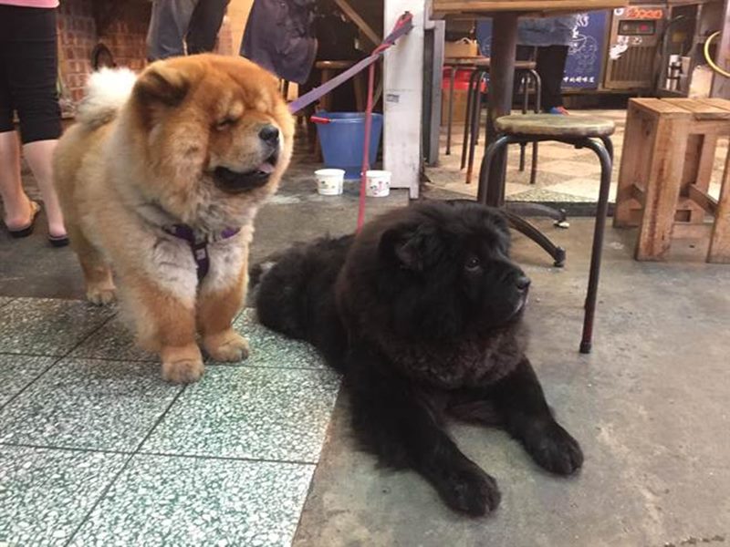 鬆獅犬模樣可愛,整身毛蓬鬆鬆總能引來路人注意。(曹婷婷攝)