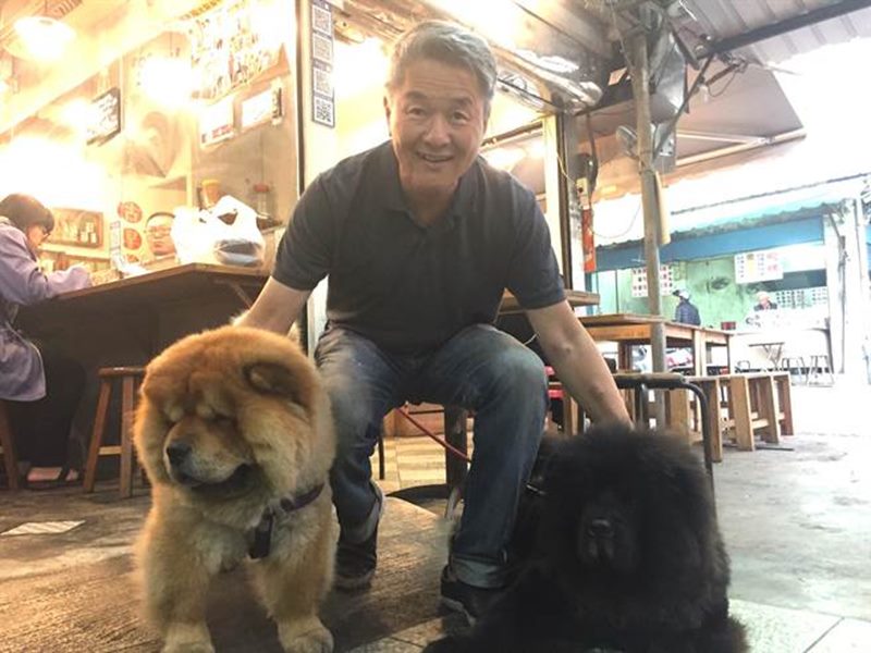 鬆獅犬模樣可愛,一整身毛蓬鬆鬆十分吸睛。(曹婷婷攝)