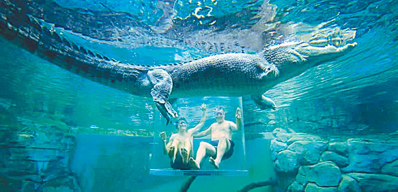 與鱷魚親密接觸。(取自澳大利亞官方旅遊網站廣告)