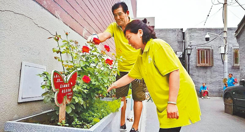 北京東城區東四街道鐵營南巷胡同的居民正在整理花草。 (取自新浪微博@北京東城)
