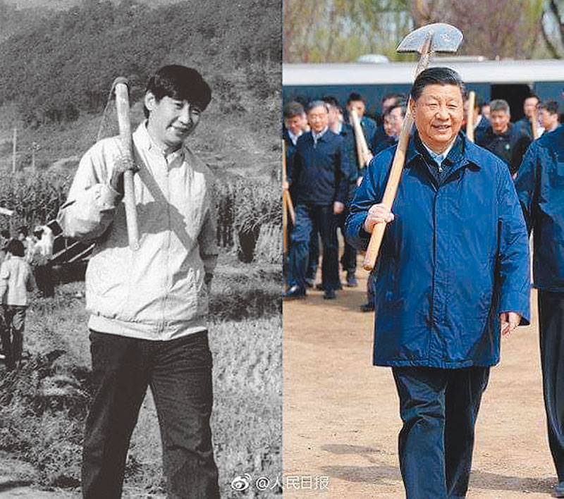 中共總書記習近平日前在北京植樹時扛起鐵鍬,陸媒翻出習30年前任寧德地委書記的下田照,動作如出一轍。(取自人民網)