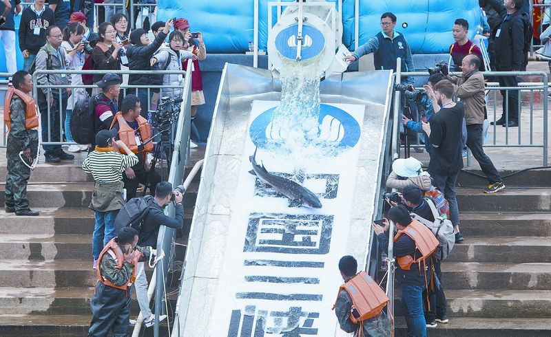 4月13日,湖北宜昌舉行中華鱘放流活動,中華鱘從放流通道滑入長江。(新華社)