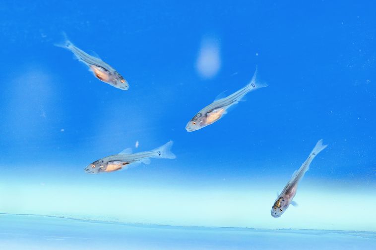 長江珍稀特有魚類「圓口銅魚」人工馴養繁殖成功。(新華社資料照片)
