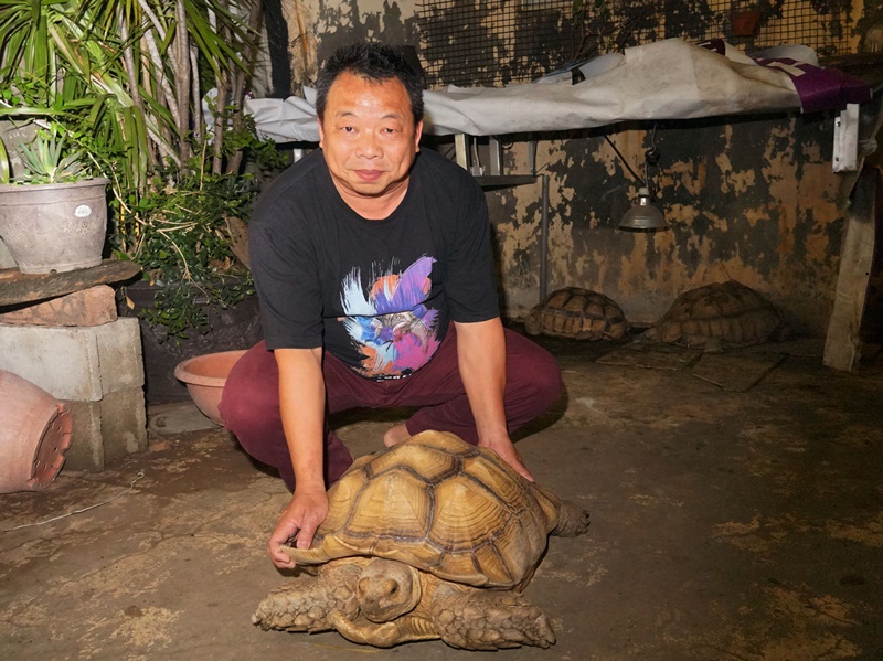 茉莉將自家屋頂開闢成屋頂花園,養了世界第三大及第四大的陸龜,蘇卡達象龜及豹紋陸龜。(黃國峰攝)