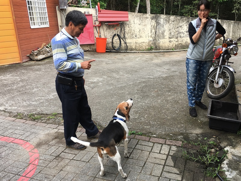 米格魯小獵犬March,體貼、窩心、開心狗。(沈揮勝攝)