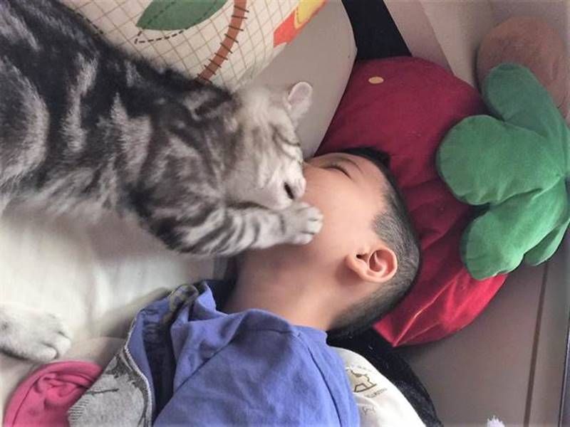 陳家人飼養的美國短毛貓「咪寶」從小就黏人不怕生,最喜歡在屋裡四處探險,Q萌樣子惹人疼愛。(莊曜聰攝)