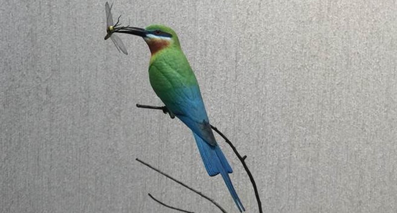 栗喉蜂虎展翅,栩栩如生。(沈揮勝攝)