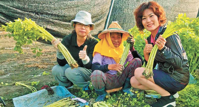 芹菜具平肝清熱作用。(本報系資料照片)