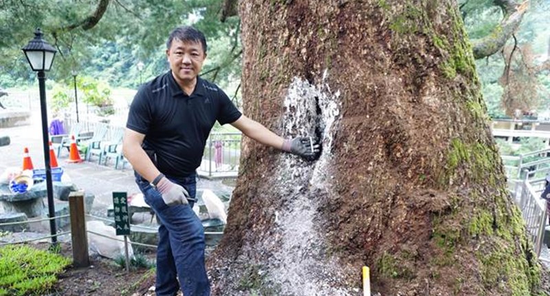 谷關五葉松中空嚴重,樹醫李碧峰團隊清除樹身的石灰時,突然光線穿透僅存70公分厚的樹身。(王文吉攝)