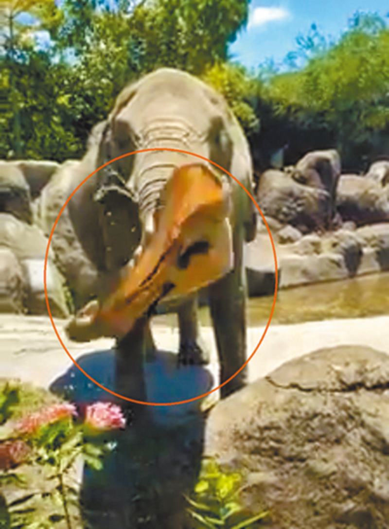 北市動物園母象「千惠」目前幫忙丟回遊客掉落的帽子。(吳堂靖翻攝)