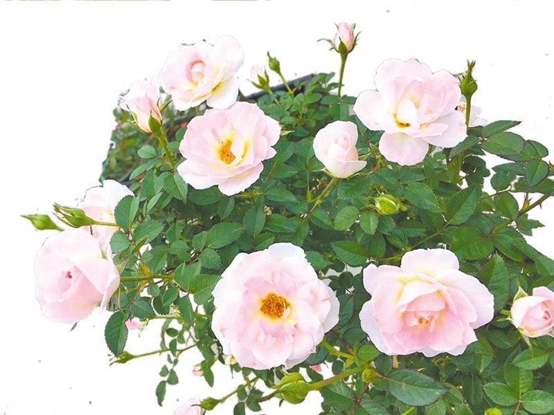 花博新生公園將在9日起開放民眾一同欣賞玫瑰美麗的容貌。(台北市工務局提供/游念育台北傳真)