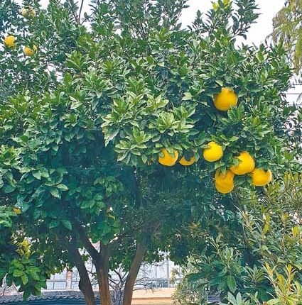 三林村發展休閒農業，果樹上掛著黃澄澄的柚子。（記者藍孝威攝）
