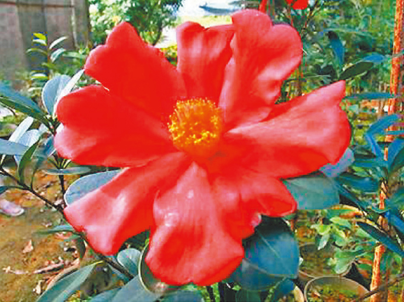 杜鵑紅山茶。(中新社資料照片)