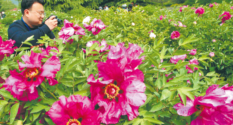 北京植物園中的紫斑牡丹。(中新社資料照片)