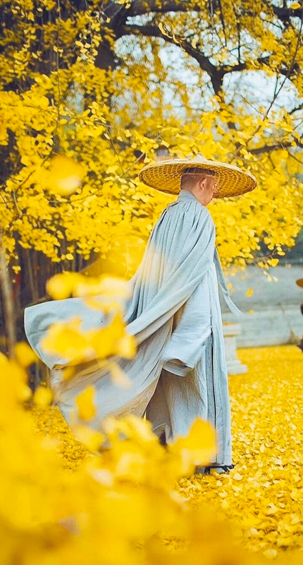 西安古觀音禪寺內,一位僧人從千年銀杏樹下走過。(取自微博@陝西省文化和旅遊廳)