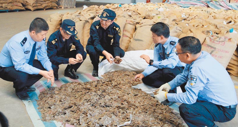 杭州海關緝私局偵破一起走私瀕危野生動物案,查獲穿山甲鱗片23.21噸。(取自微博@浙江之聲)
